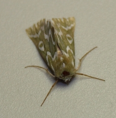 Drepanogynis bifasciata