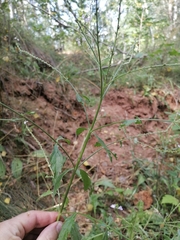 Verbena officinalis