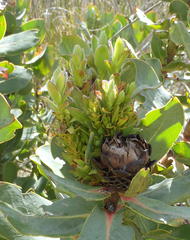 Protea witches broom phytoplasma