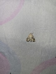 Parapoynx stratiotata