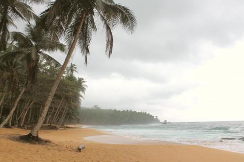 Cocos nucifera image