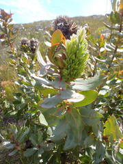 Protea witches broom phytoplasma