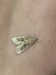 Parapoynx stratiotata