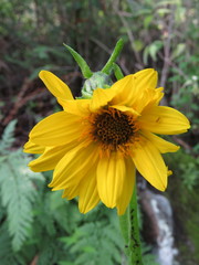 Verbesina pantoptera