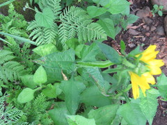 Verbesina pantoptera