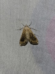 Parapoynx stratiotata