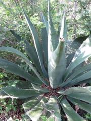 Agave maximiliana