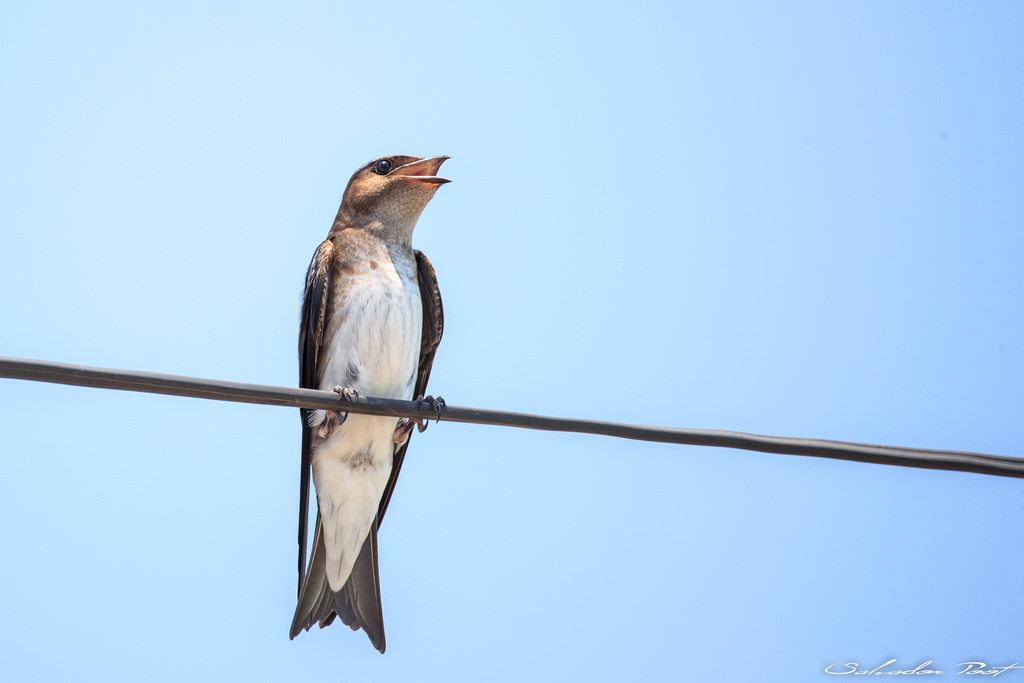 Golondrina Pecho Gris (IZT) · iNaturalist