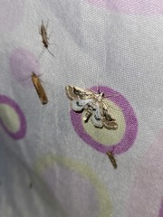 Parapoynx stratiotata