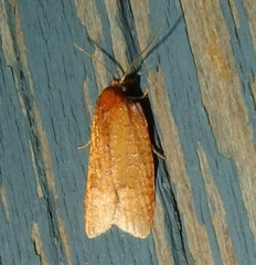 Sparganothis distincta