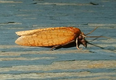 Sparganothis distincta