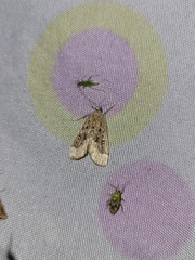 Parapoynx stratiotata