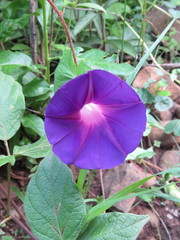 Ipomoea decasperma