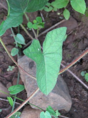 Ipomoea decasperma