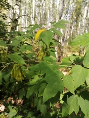 Acer negundo