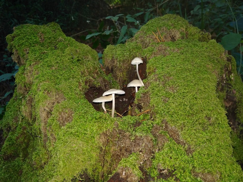 Mycena galericulata · April 2018 · photo: © cristianriquelme (iNaturalist, cc-by)
