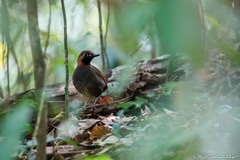 Formicarius moniliger