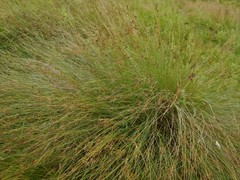 Juncus inflexus