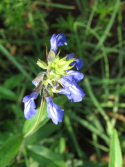 Salvia setulosa