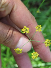 Donnellsmithia juncea