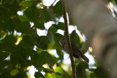 Lipaugus vociferans