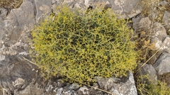 Bupleurum spinosum
