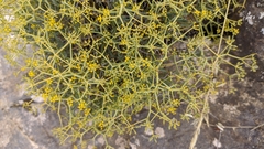 Bupleurum spinosum