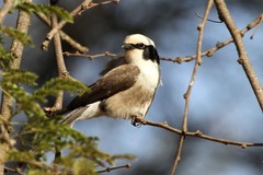 Eurocephalus ruppelli