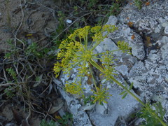 Notobubon laevigatum
