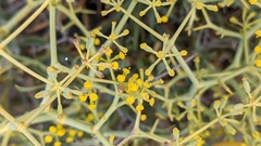 Bupleurum spinosum