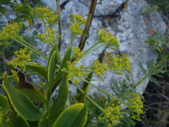 Notobubon laevigatum