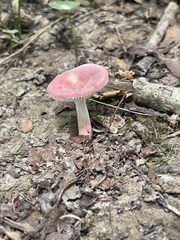 Russula subtilis