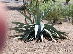 Agave americana