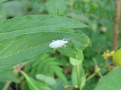 Megalostylus