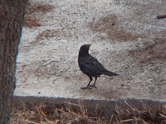 Turdus merula