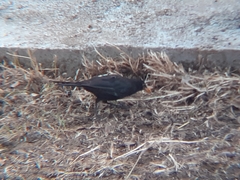 Turdus merula