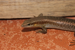 Trachylepis thomensis