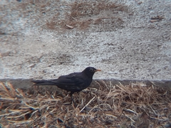 Turdus merula