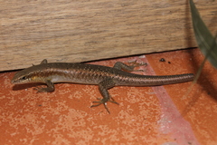 Trachylepis thomensis