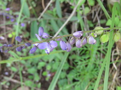 Hebecarpa rivinifolia