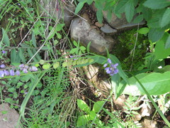 Hebecarpa rivinifolia