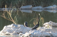 Aonyx capensis capensis