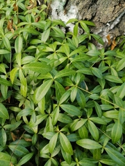 Vinca minor