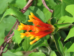 Bouvardia chrysantha