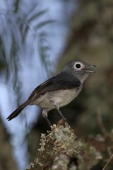 Melaenornis fischeri