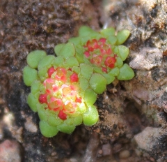 Crassula pageae