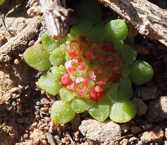 Crassula pageae