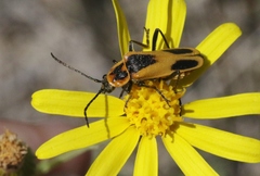 Chauliognathus scutellaris