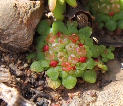 Crassula pageae