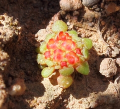 Crassula pageae